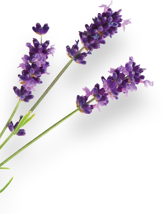 floating rose particle