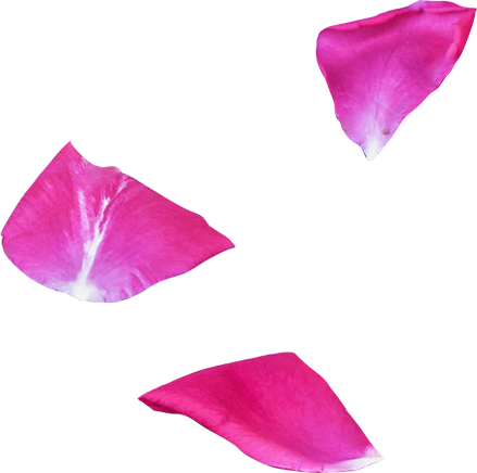 floating rose particle