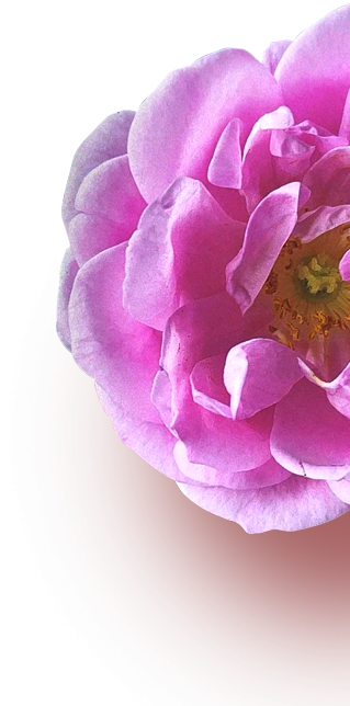 floating rose particle